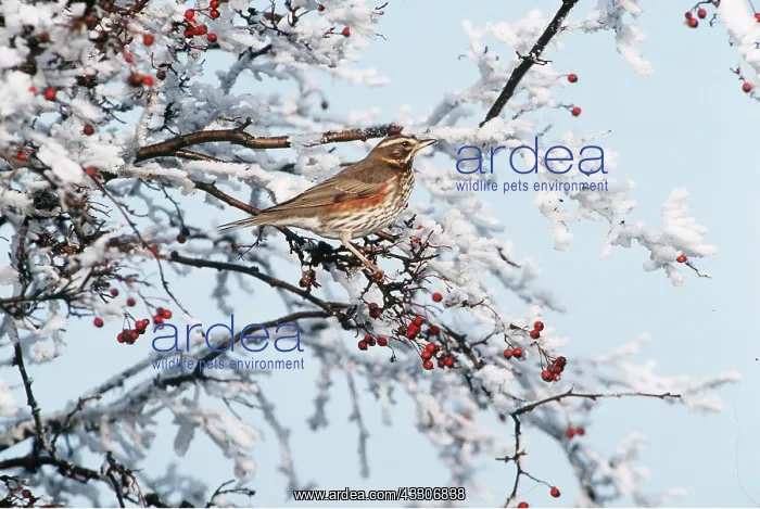 : REDWING - in snow covered tree, with berries : REDWING - in snow covered tree, with berries
