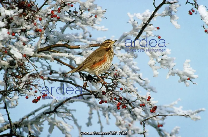 : REDWING - in tree with berries : REDWING - in tree with berries