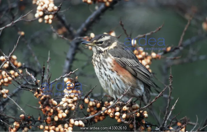 : REDWING - in tree full of berries : REDWING - in tree full of berries
