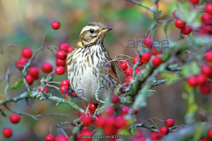 : Redwing (Turdus iliacus) with berries of hawthorn : Redwing (Turdus iliacus) with berries of hawthorn