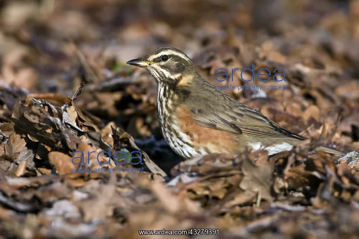 : Redwing (Turdus iliacus), Flevoland, The Nether : Redwing (Turdus iliacus), Flevoland, The Nether