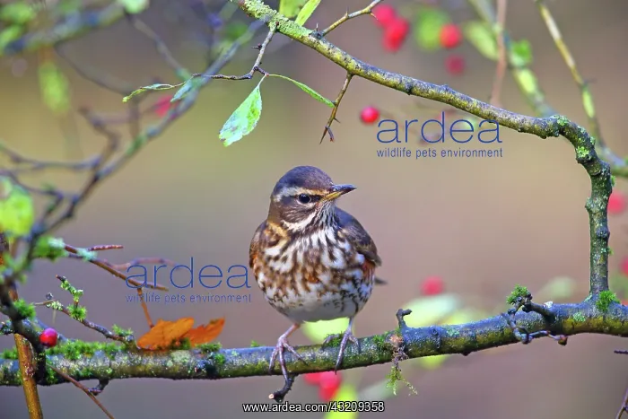 : Redwing (Turdus iliacus), Hesse, Germany, Europe : Redwing (Turdus iliacus), Hesse, Germany, Europe