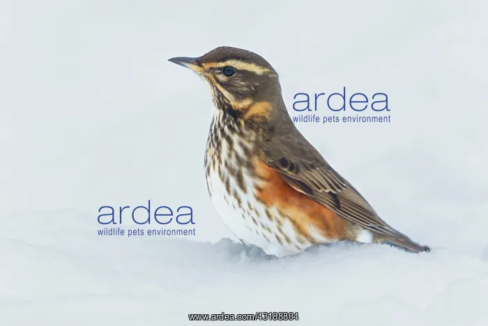 : Redwing (Turdus iliacus) perched in the snow, England : Redwing (Turdus iliacus) perched in the snow, England
