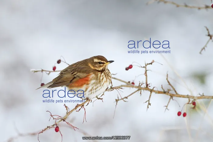 : Redwing - in winter perched on a bush with red : Redwing - in winter perched on a bush with red