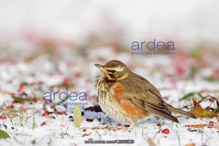 : Redwing - In winter on snow covered ground foraging : Redwing - In winter on snow covered ground foraging