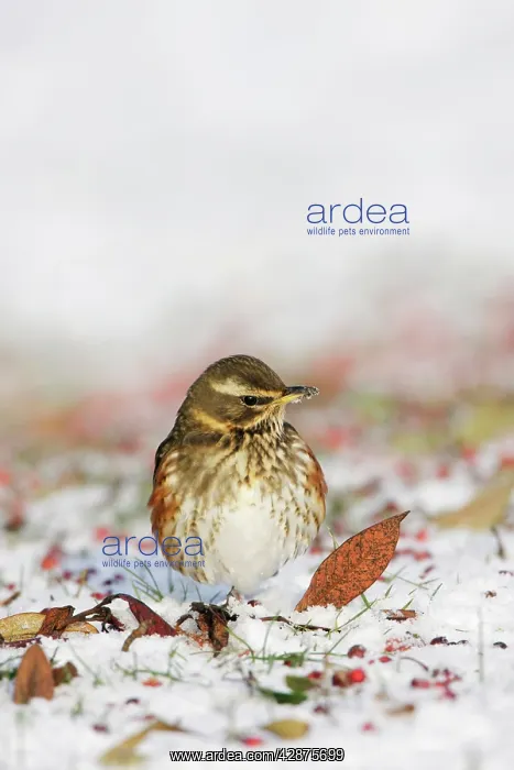 : Redwing - In winter on snow covered ground foraging : Redwing - In winter on snow covered ground foraging