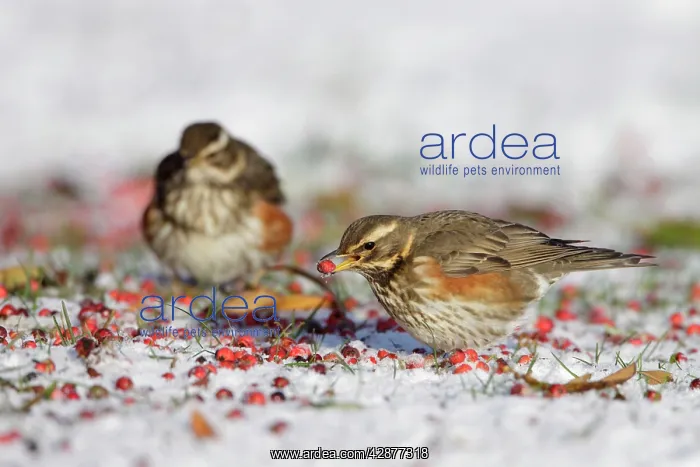: Redwing - in winter - on snow covered ground foraging : Redwing - in winter - on snow covered ground foraging