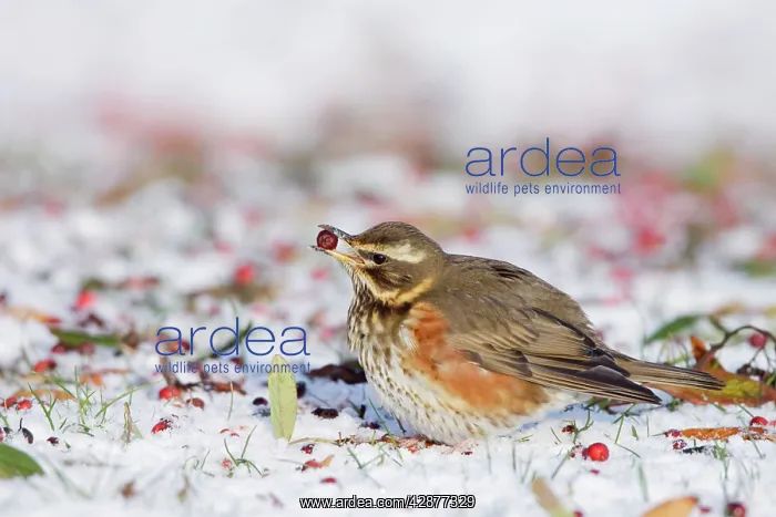 : Redwing - in winter - on snow covered ground foraging : Redwing - in winter - on snow covered ground foraging