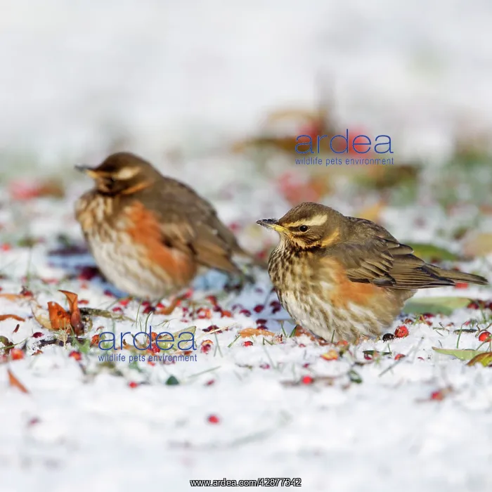 : Redwing - in winter - on snow covered ground foraging : Redwing - in winter - on snow covered ground foraging
