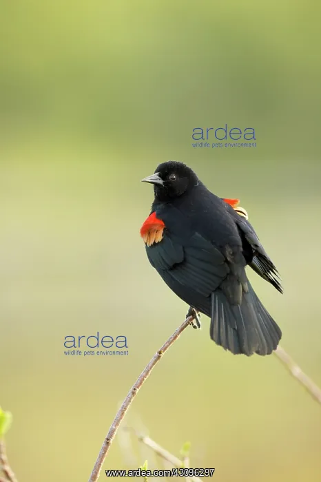 : Redwinged Blackbird : Redwinged Blackbird