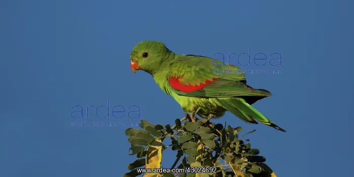 : Redwinged Parrot perched at the top of a tree sunrise : Redwinged Parrot perched at the top of a tree sunrise