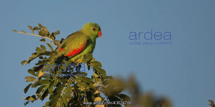 : Redwinged Parrot perched at the top of a tree sunrise : Redwinged Parrot perched at the top of a tree sunrise