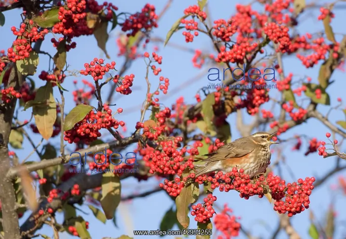 : Redwings - perched on branch eating red berries : Redwings - perched on branch eating red berries
