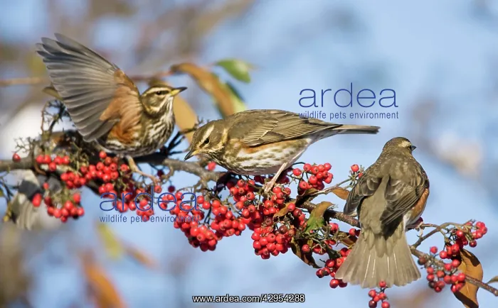 : Redwings - perched on branch eating red berries : Redwings - perched on branch eating red berries