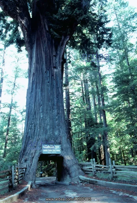 : Redwood (California Leggatt). Drive-through Redwood. Leggatt, California, USA : Redwood (California Leggatt). Drive-through Redwood. Leggatt, California, USA