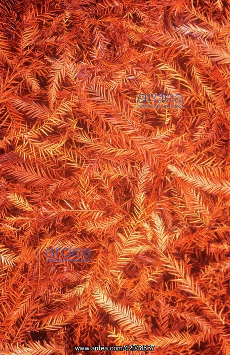 : Redwood, Sequoia sempervirens : Redwood, Sequoia sempervirens