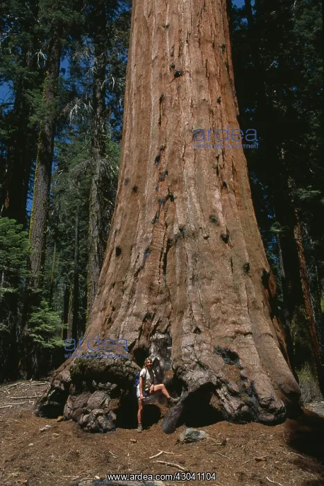 : Redwood, Sequoia sempervirens : Redwood, Sequoia sempervirens