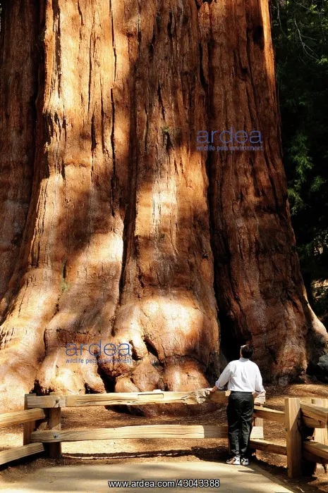  : Redwood. Man standing at foot of huge trunk of Redwood