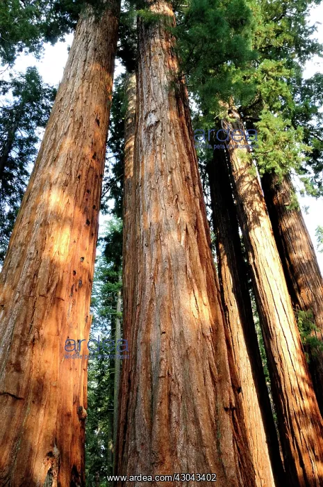 : Redwood. Tall, columnar trunks of Redwood, Sequoia sempervirens with rugged, red bark : Redwood. Tall, columnar trunks of Redwood, Sequoia sempervirens with rugged, red bark