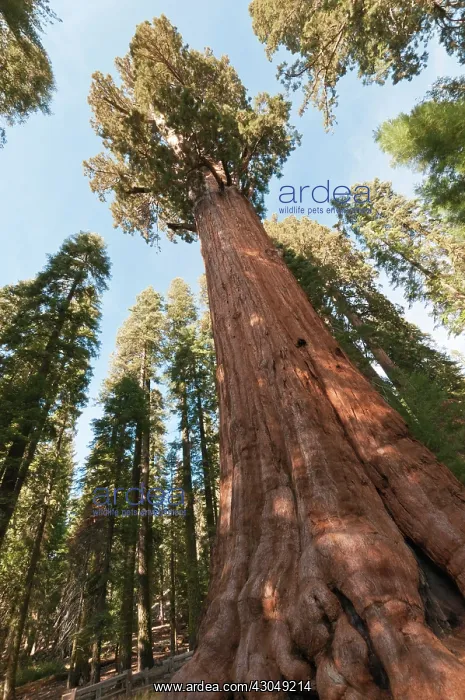 : Redwood, Metasequoia : Redwood, Metasequoia