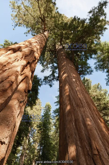 : Redwood, Metasequoia : Redwood, Metasequoia
