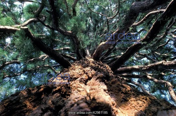 : Redwood / Sequoia - Summit from below : Redwood / Sequoia - Summit from below