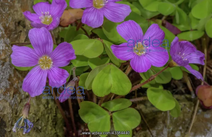 : Redwood sorrel, Oxalis oregana, in flower. Redwo : Redwood sorrel, Oxalis oregana, in flower. Redwo