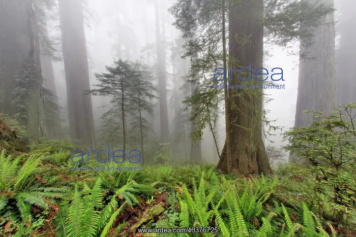 : Redwood trees and ferns in fog. Redwood National : Redwood trees and ferns in fog. Redwood National