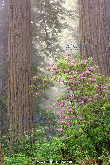 : Redwood trees and Pacific Rhododendron in fog, Redwood : Redwood trees and Pacific Rhododendron in fog, Redwood