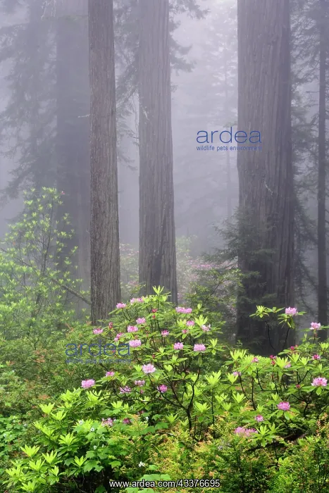 : Redwood trees and Pacific Rhododendron in fog, Redwood : Redwood trees and Pacific Rhododendron in fog, Redwood
