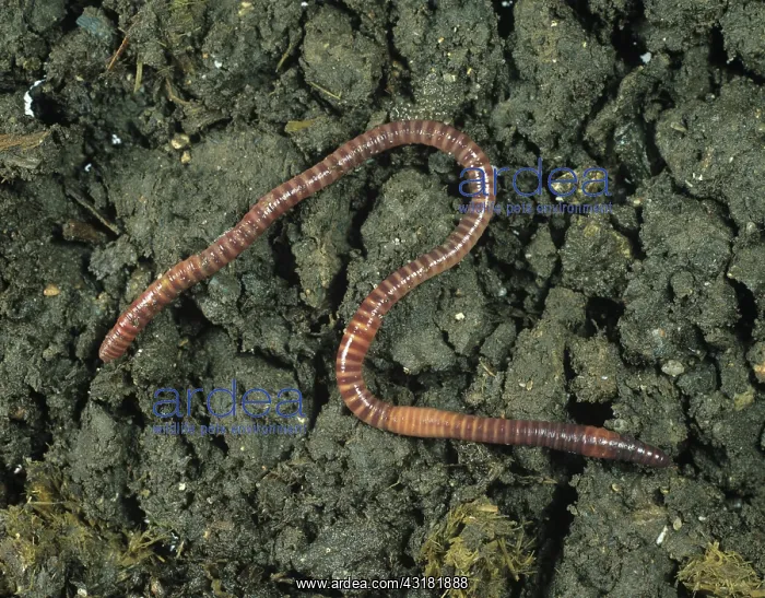 : Redworm, brandling or tiger worm (Eisenia foetida) on the soil surface : Redworm, brandling or tiger worm (Eisenia foetida) on the soil surface