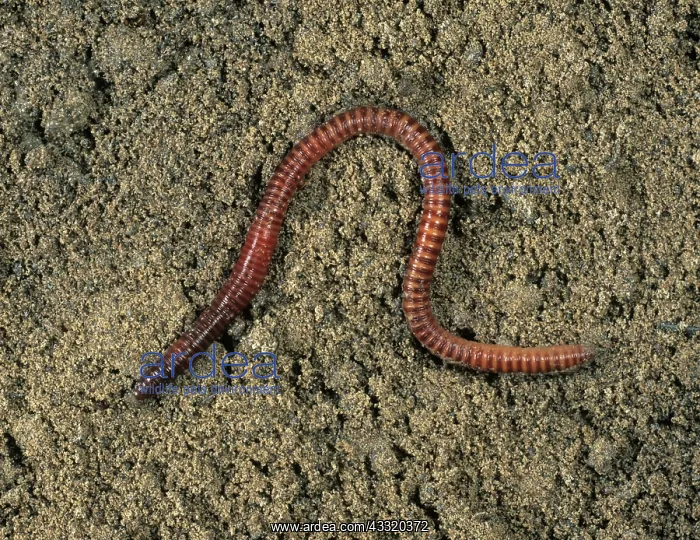: Redworm, brandling or tiger worm (Eisenia foetida) on soil surface : Redworm, brandling or tiger worm (Eisenia foetida) on soil surface