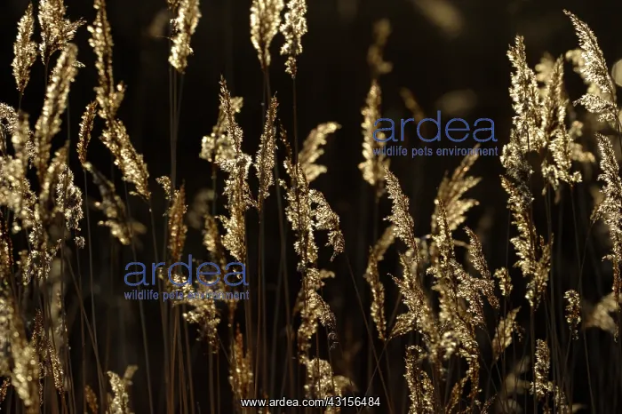  : Reed with backlight