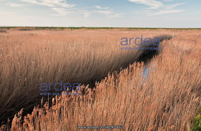 : Reed-beds in Cley Marshes : Reed-beds in Cley Marshes