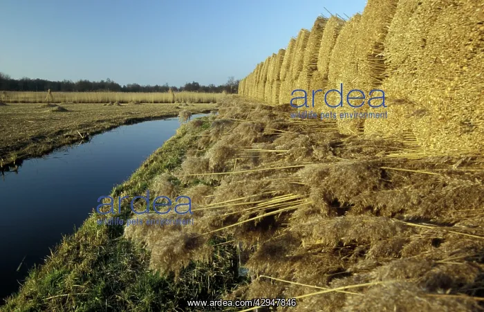 : Reed bundles - Overijssel, De Wieden nature reserve : Reed bundles - Overijssel, De Wieden nature reserve