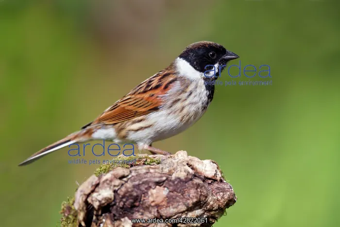 : Reed Bunting : Reed Bunting