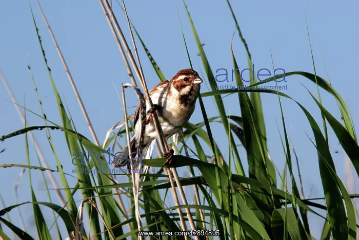 : Reed bunting : Reed bunting