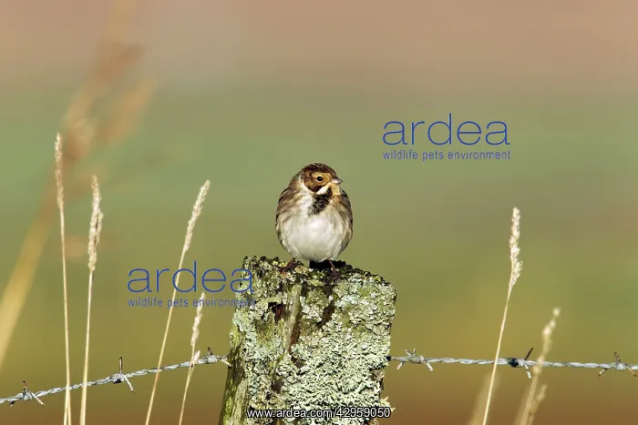 : Reed Bunting : Reed Bunting