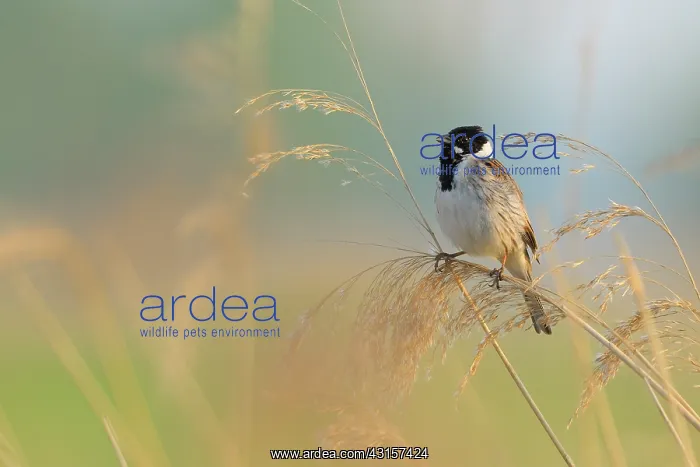 : Reed Bunting : Reed Bunting
