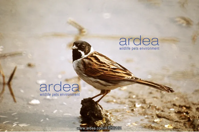 : REED BUNTING : REED BUNTING