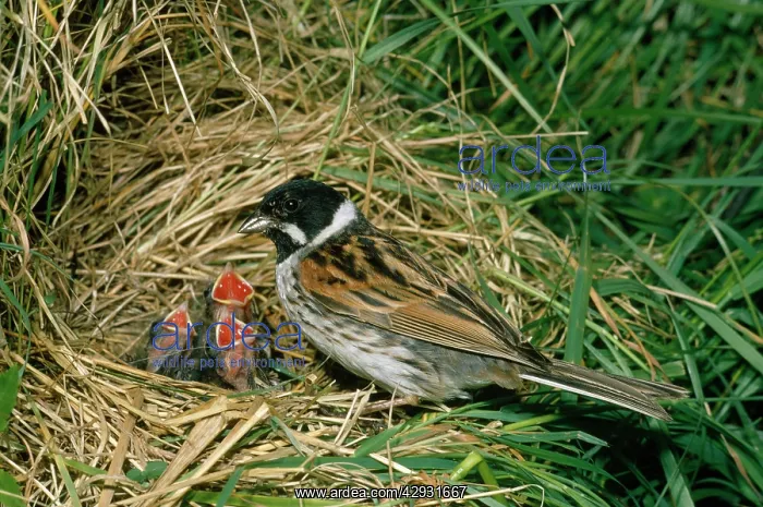 : REED BUNTING - adult with fledglings at nest : REED BUNTING - adult with fledglings at nest