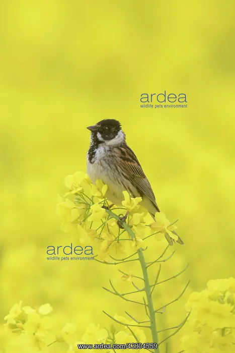 : Reed Bunting, - adult male in flowering rape field : Reed Bunting, - adult male in flowering rape field