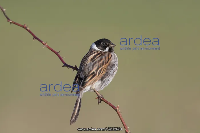 : Reed Bunting - adult male - Germany : Reed Bunting - adult male - Germany