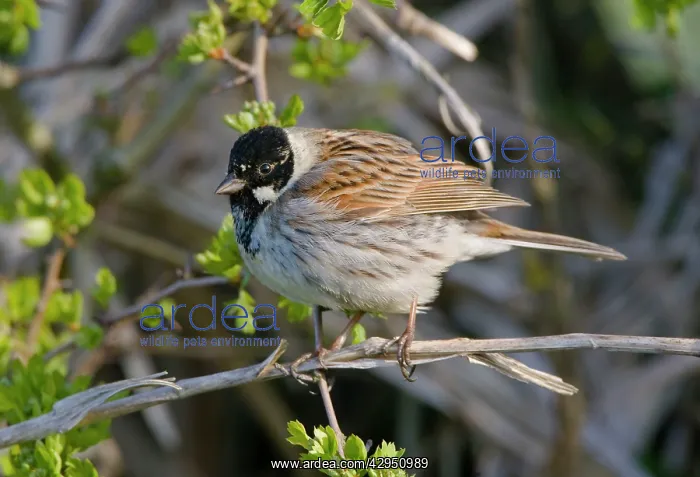 : Reed Bunting - adult male perched in hedgerow : Reed Bunting - adult male perched in hedgerow