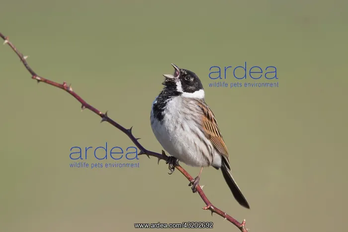 : Reed Bunting - adult male singing - Germany : Reed Bunting - adult male singing - Germany