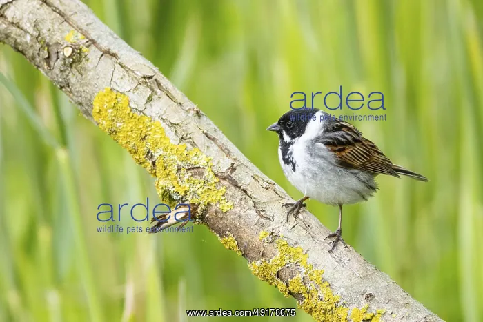 : Reed bunting (Emberiza schoeniclus) ml Germany : Reed bunting (Emberiza schoeniclus) ml Germany