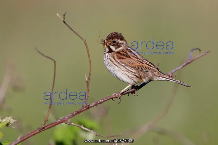 : Reed Bunting - female - approaching nest carrying : Reed Bunting - female - approaching nest carrying