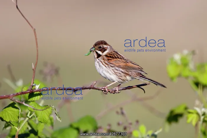 : Reed Bunting - female - approaching nest carrying : Reed Bunting - female - approaching nest carrying