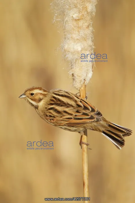 : Reed Bunting - female feeding on Reedmace seedhead : Reed Bunting - female feeding on Reedmace seedhead