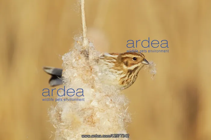 : Reed Bunting - female feeding on Reedmace seedhead : Reed Bunting - female feeding on Reedmace seedhead